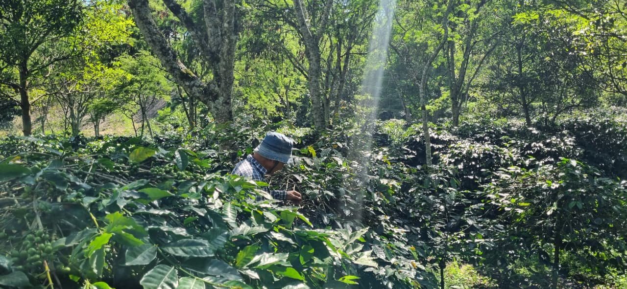 Farmer working among shade-grown coffee plants in morning light