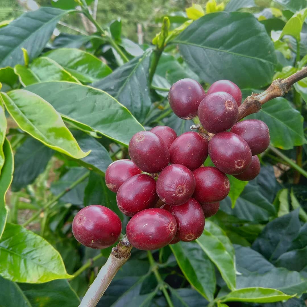 Close-up of ripe red coffee cherries on a branch