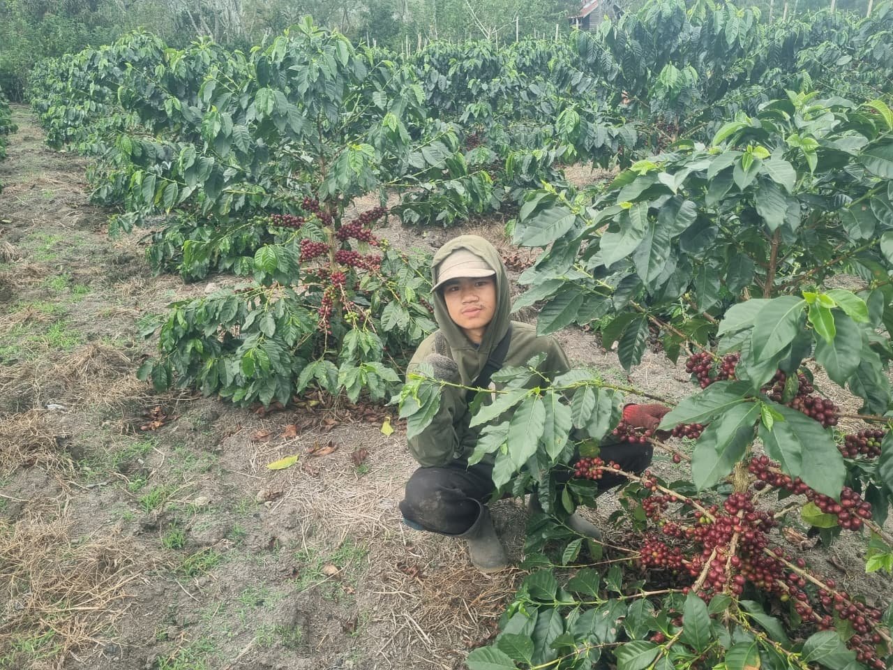 Young coffee farmer beside cherry-laden plants