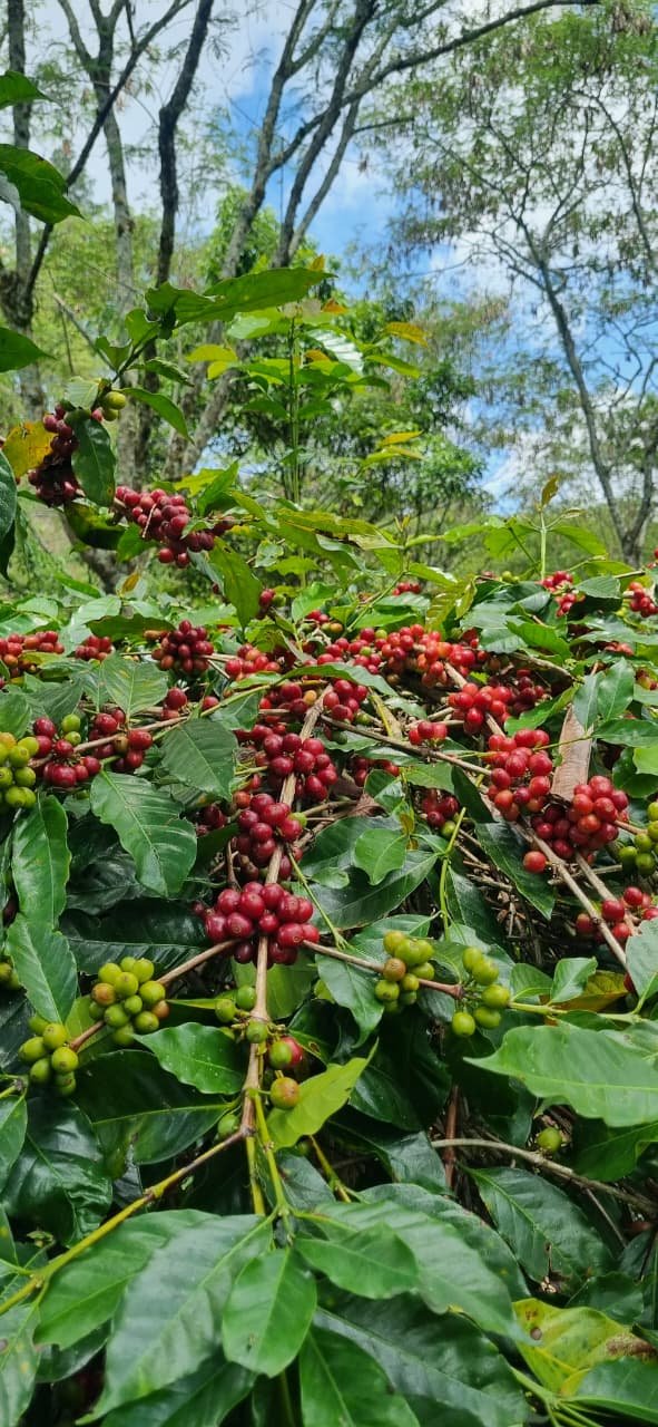 Coffee plants with red cherries growing beneath a forest canopy